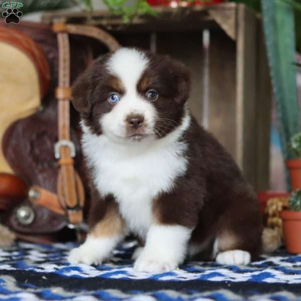 Sampson, Miniature Australian Shepherd Puppy